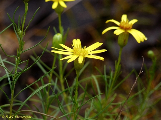 {Pityopsis pinifolia}